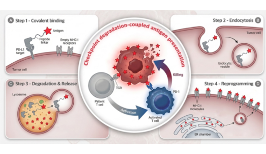 Nature│化學學院陳鵬團隊報道膜蛋白靶向降解技術驅動的癌癥疫苗新策略